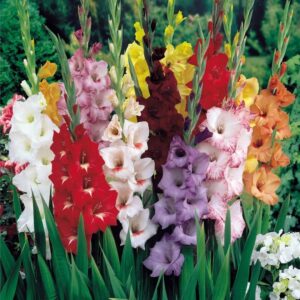 Death Care Florals _ Gladioli