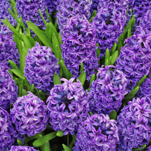 Death Care Industry _ Purple Hyacinth