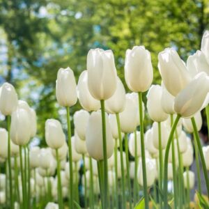 Death Care Industry _ White Tulips