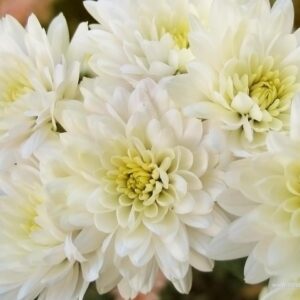 Death Care Industry_ Chrysanthemums