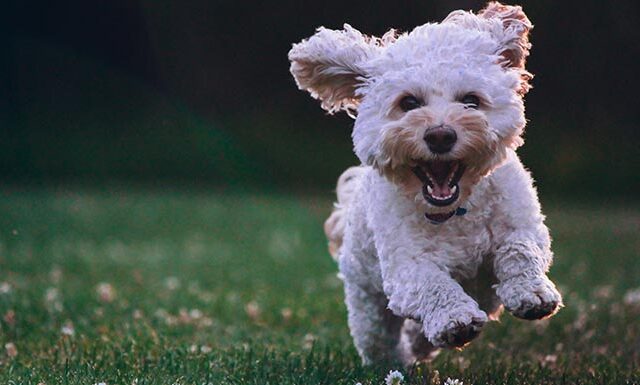 pet-burial-los-angeles-yacht-charter
